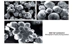 噴霧干燥產品的微顯照片
